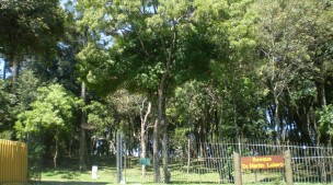 Bosque Boa Vista
