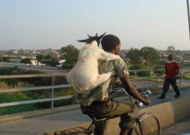 E até mesmo cabra passeando de carona nas costas de um homem andando de bicicleta.
