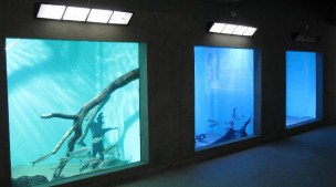 Jardim Botânico- aquário de peixes da bacia Rio São Francisco