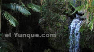Yunque- Parque Nacional de Porto Rico